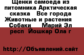 Щенки самоеда из питомника Арктическая сказка - Все города Животные и растения » Собаки   . Марий Эл респ.,Йошкар-Ола г.